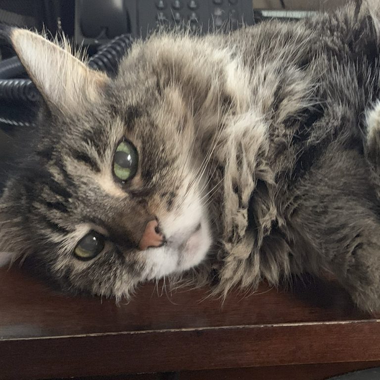 Jasmine