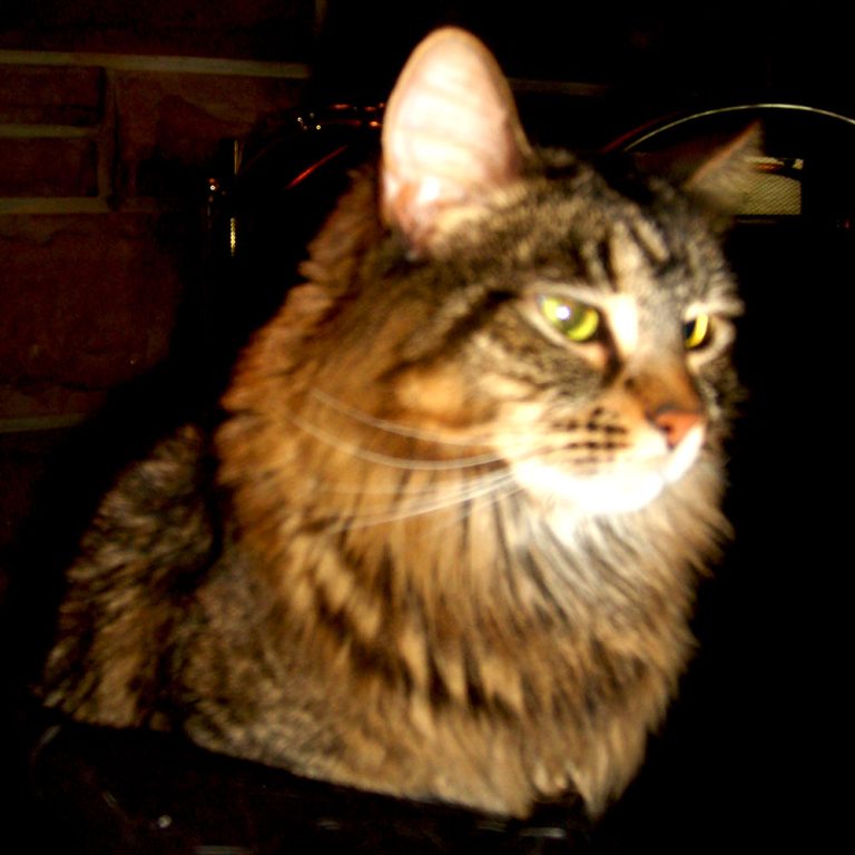 Jasmine