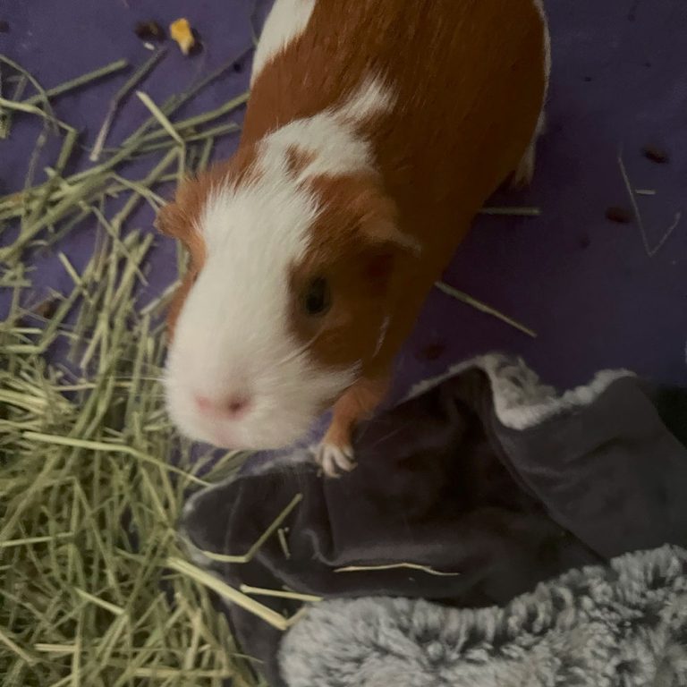 Lily