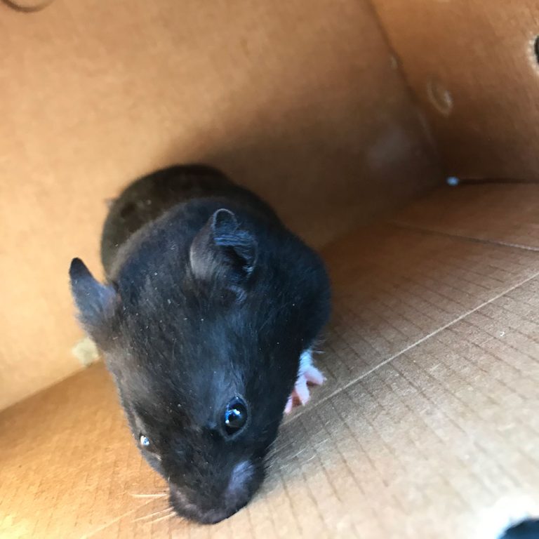 Sophie